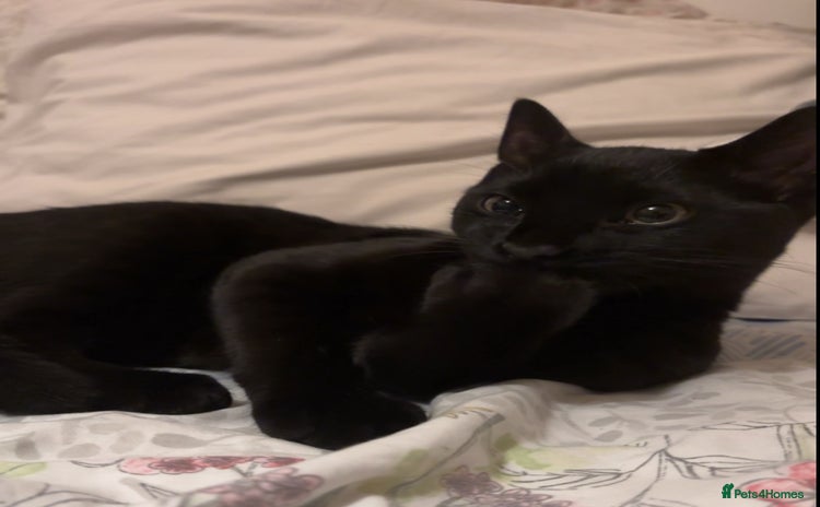 Domestic Shorthair cats - Advert 3