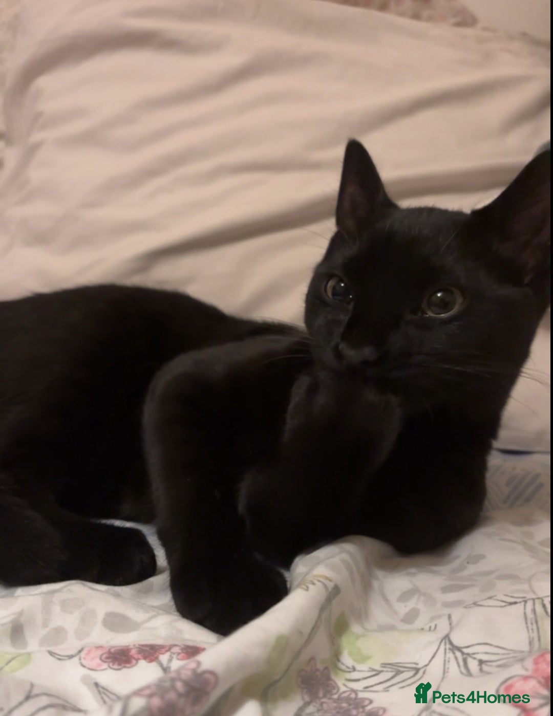 Domestic Shorthair cats for sale: Cat for rehoming  - Image 1