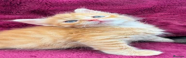 Mixed Breed 3