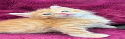 Mixed Breed cats for sale: Beautiful kittens 😻 - Advert 13