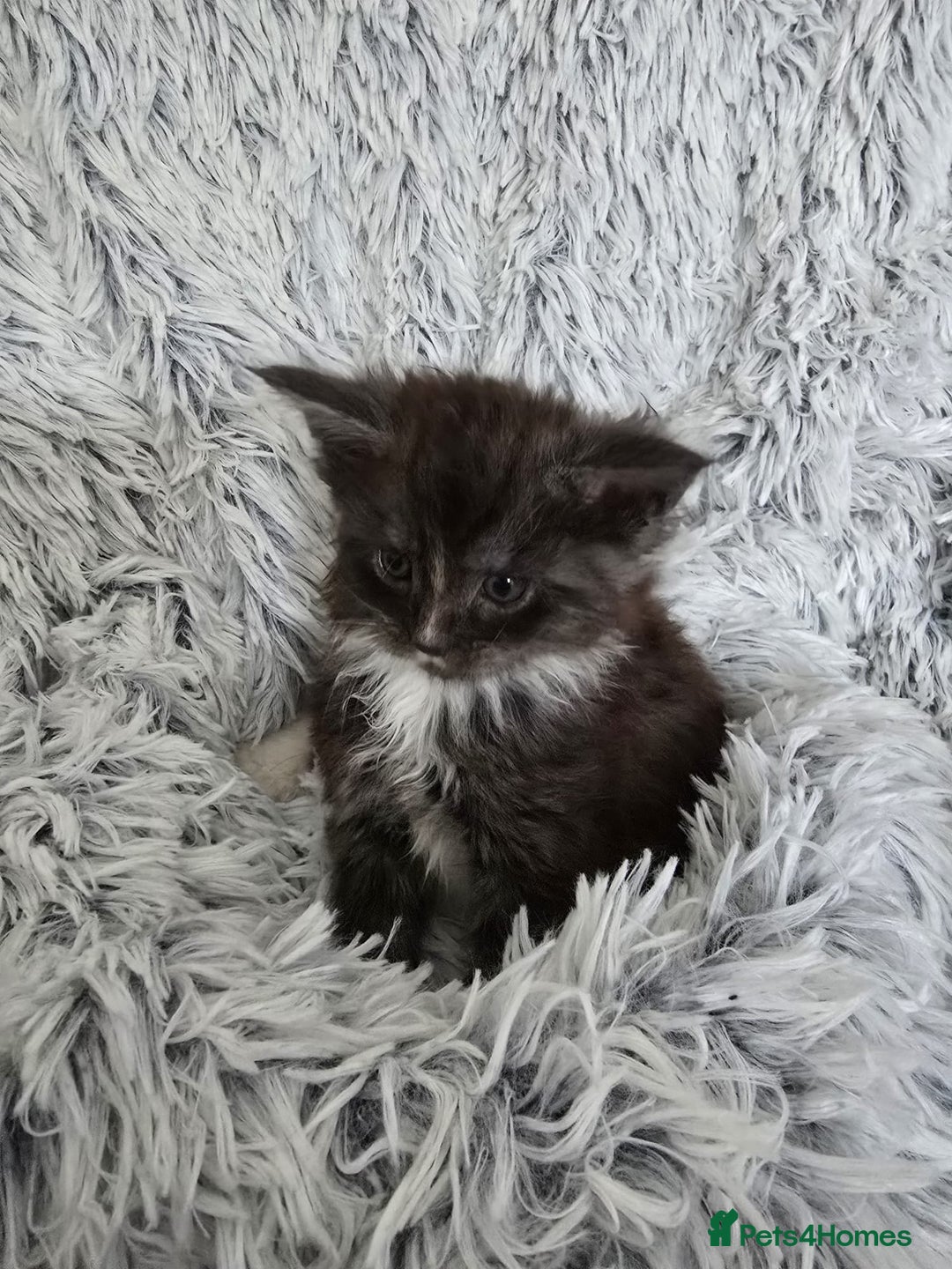 Maine Coon cats for sale: Maine coons babies 🐾 - Image 7