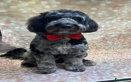 Cockapoo dogs for stud: Stud  - Image 1