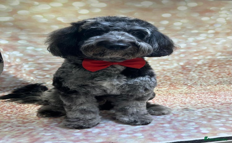 Cockapoo dogs - Advert 1