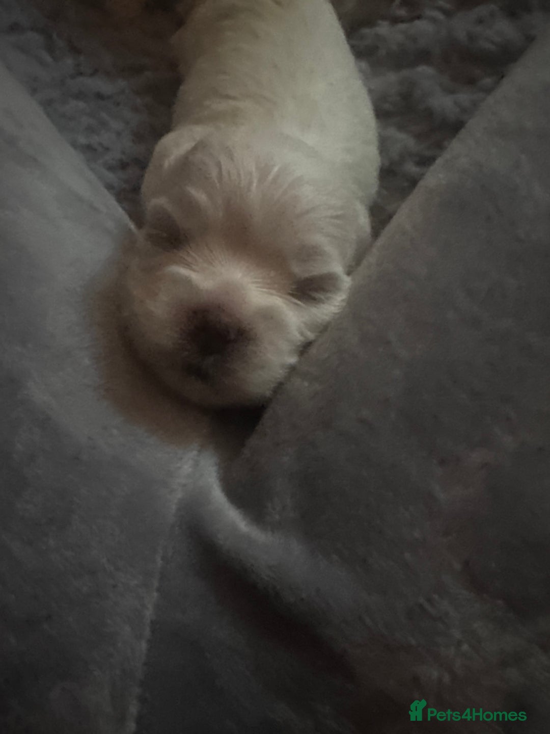 Maltese dogs for sale: Maltese For Sale  - Advert 8