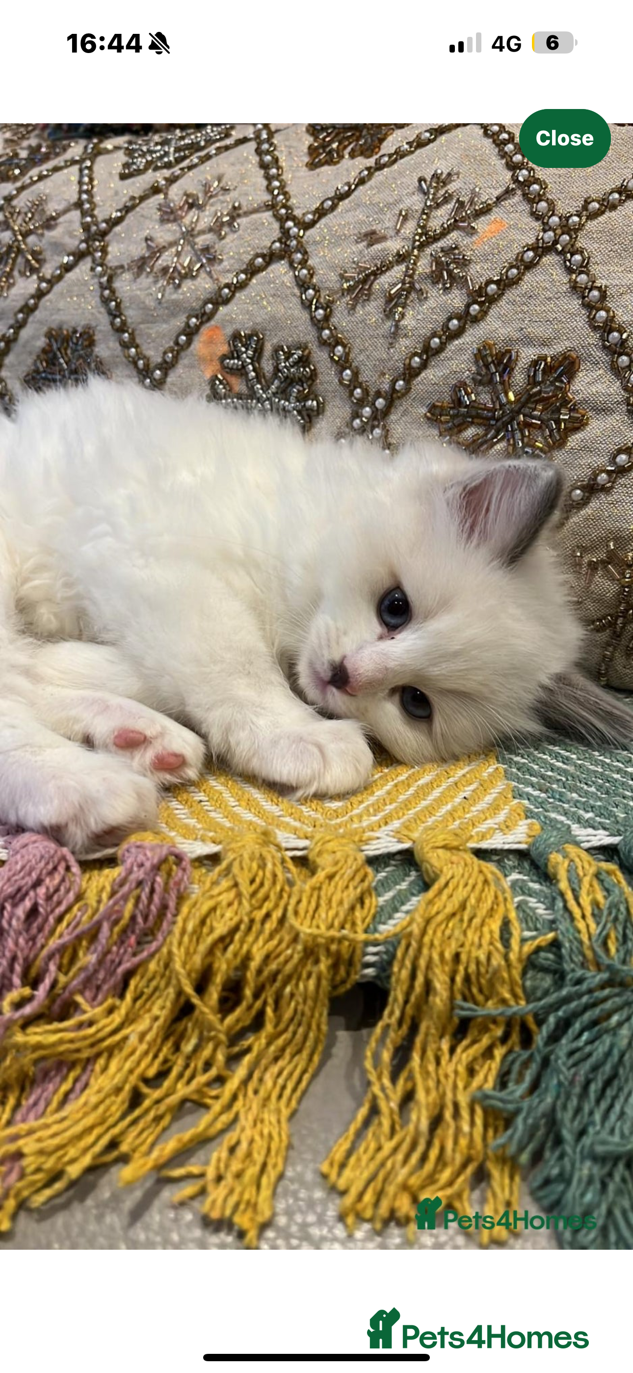 Ragdoll cats Meet My Bluepoint Ragdoll Babies in Liverpool - Advert 3