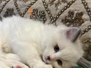 Ragdoll cats Meet My Bluepoint Ragdoll Babies in Liverpool - Advert 3