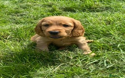Cocker Spaniel dogs for sale: Show Type Cocker Spaniel Puppies - Advert 7