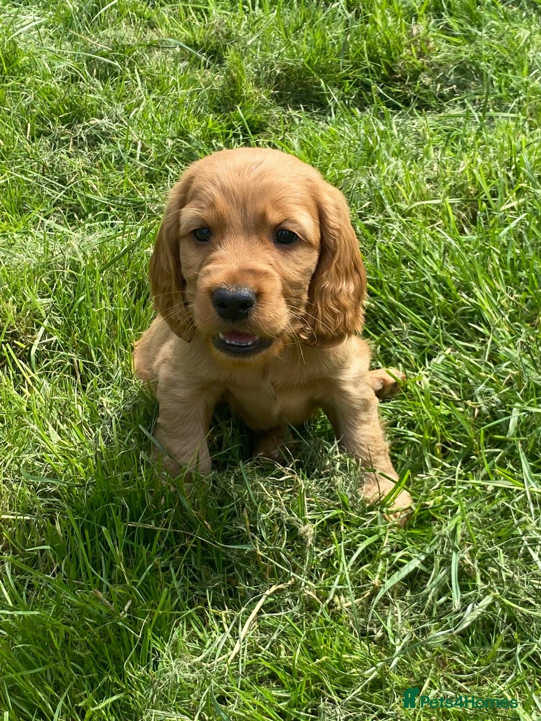 Cocker Spaniel dogs for sale: Show Type Cocker Spaniel Puppies - Advert 7