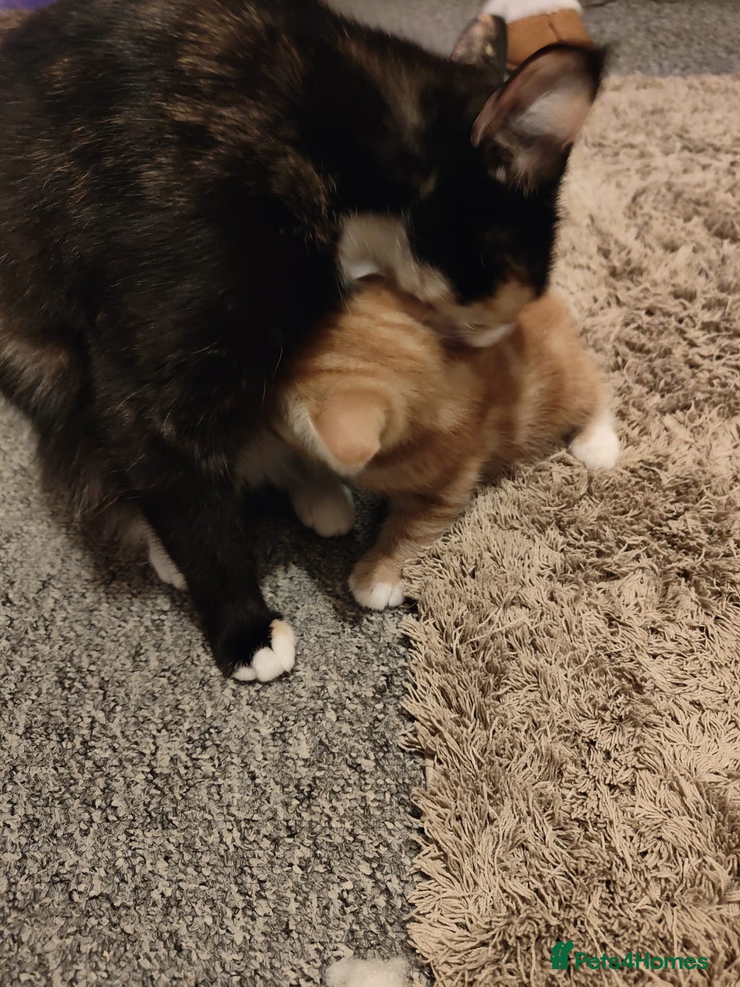 Mixed Breed cats for sale: Maine coon X ragdoll X English short haired  - Advert 8