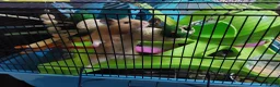 Hamster rodents for sale: BUDDY THE SYRIAN HAMSTER  in Cambridge - Advert 6