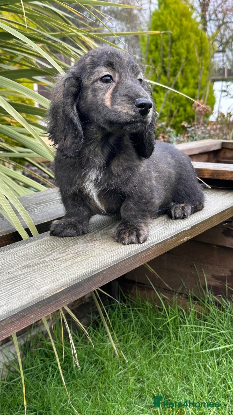Miniature Dachshund dogs Miniature long haired brindle male - Advert 13