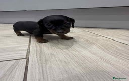 Miniature Dachshund dogs for sale: Miniature smooth hair dachshunds - Image 5