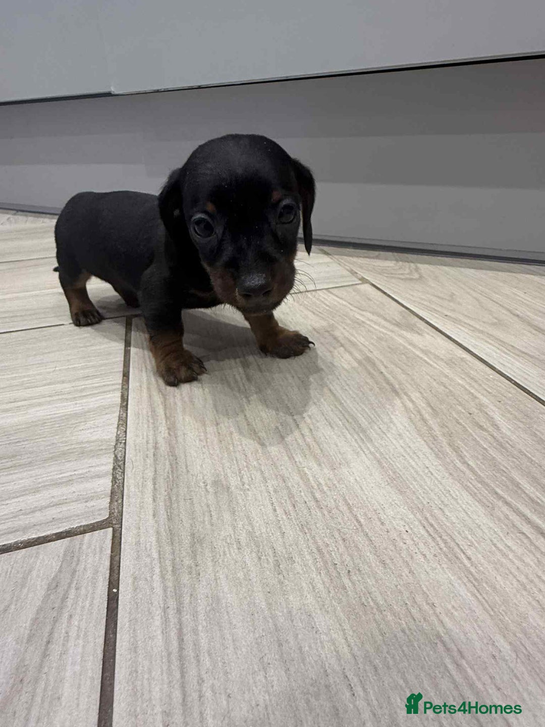 Miniature Dachshund dogs for sale: Miniature smooth hair dachshunds - Image 5