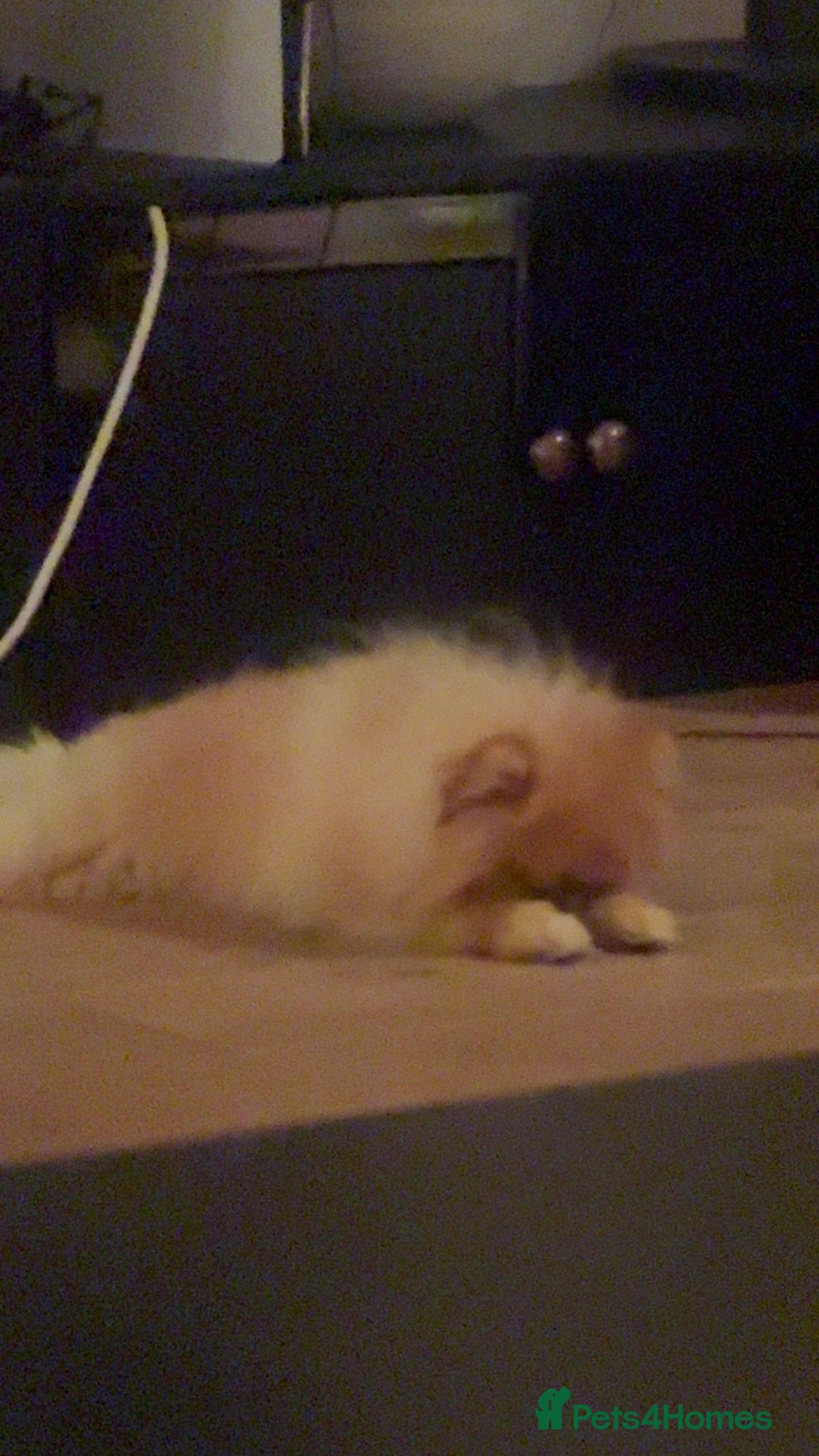 Pomeranian dogs for sale: Cheetos  - Advert 3