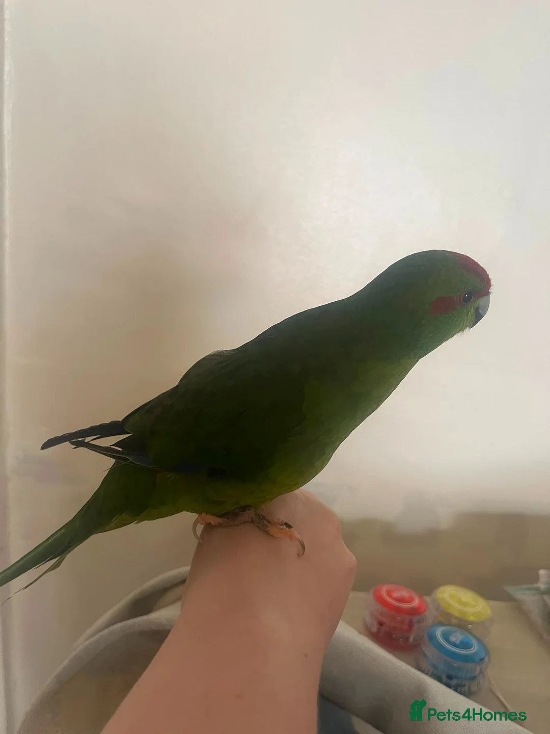 Parakeets birds for sale: Very tame parakeet in Sheffield - Advert 6