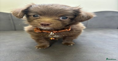Chipoo dogs - Advert 2