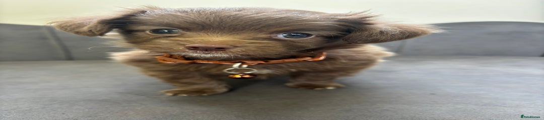 Chipoo Brown Collar