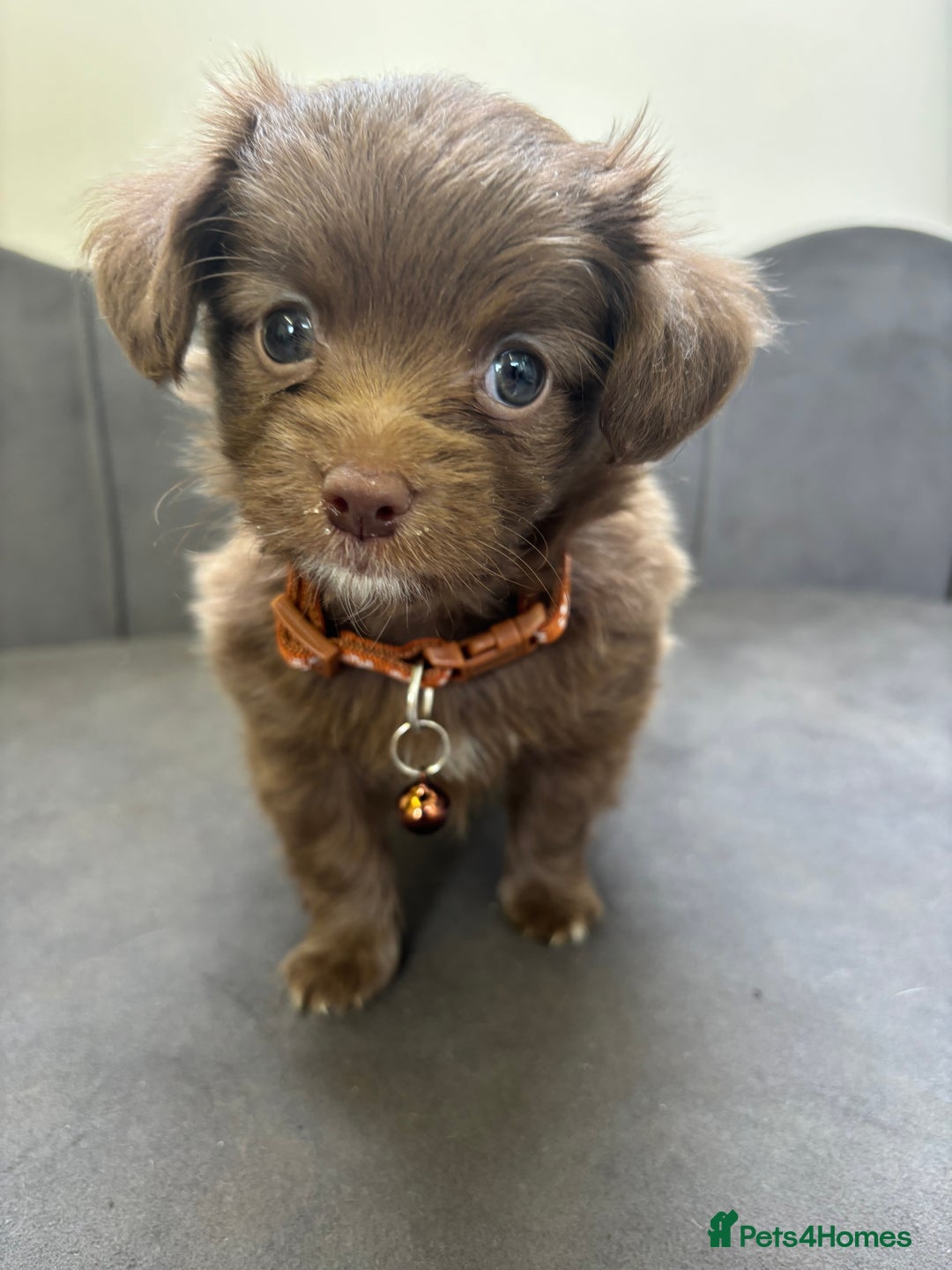 Chipoo dogs for sale: Stunning Chipoo Pups DNA Health Tested - Image 2