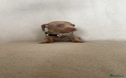 Miniature Dachshund dogs for sale: 5 beautiful Miniture dachshunds for sale - Image 10
