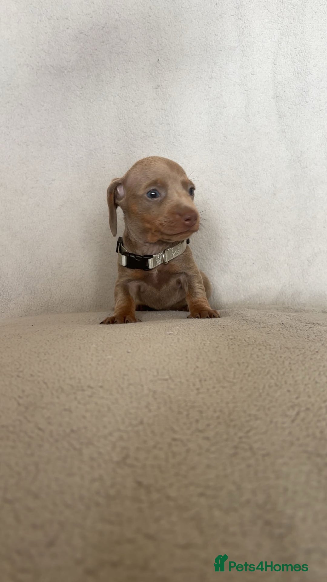 Miniature Dachshund dogs for sale: 5 beautiful Miniture dachshunds for sale - Image 10