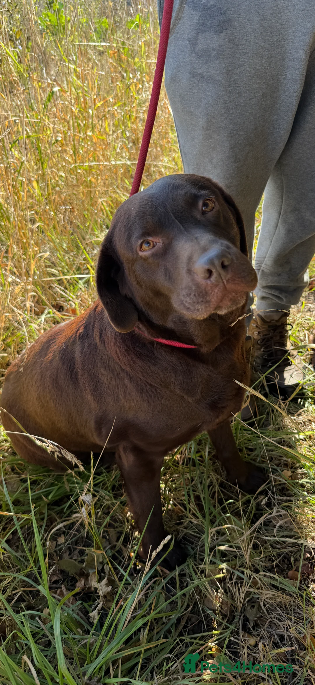 Labrador Retriever dogs for sale: KC Labrador puppies  - Advert 12