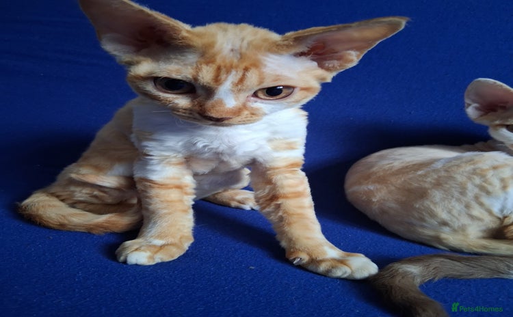 Devon Rex cats - Advert 1