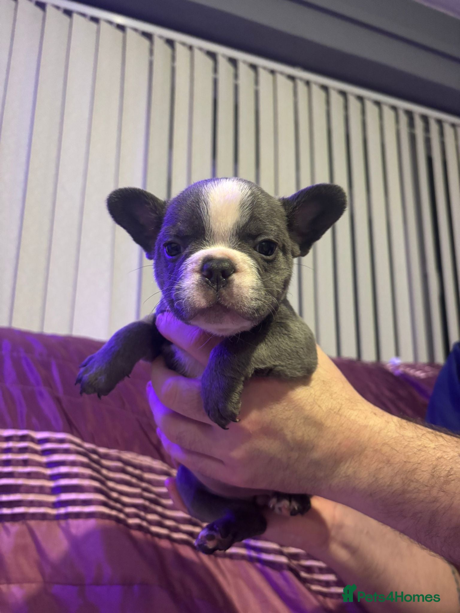 French Bulldog dogs French bulldog pupps - Advert 5