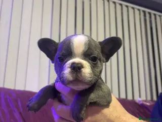 French Bulldog dogs French bulldog pupps - Advert 3