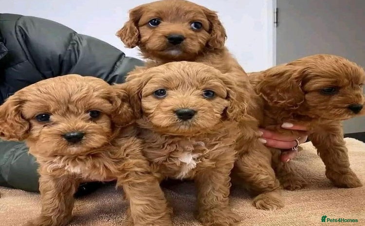 Cavapoo dogs - Advert 13