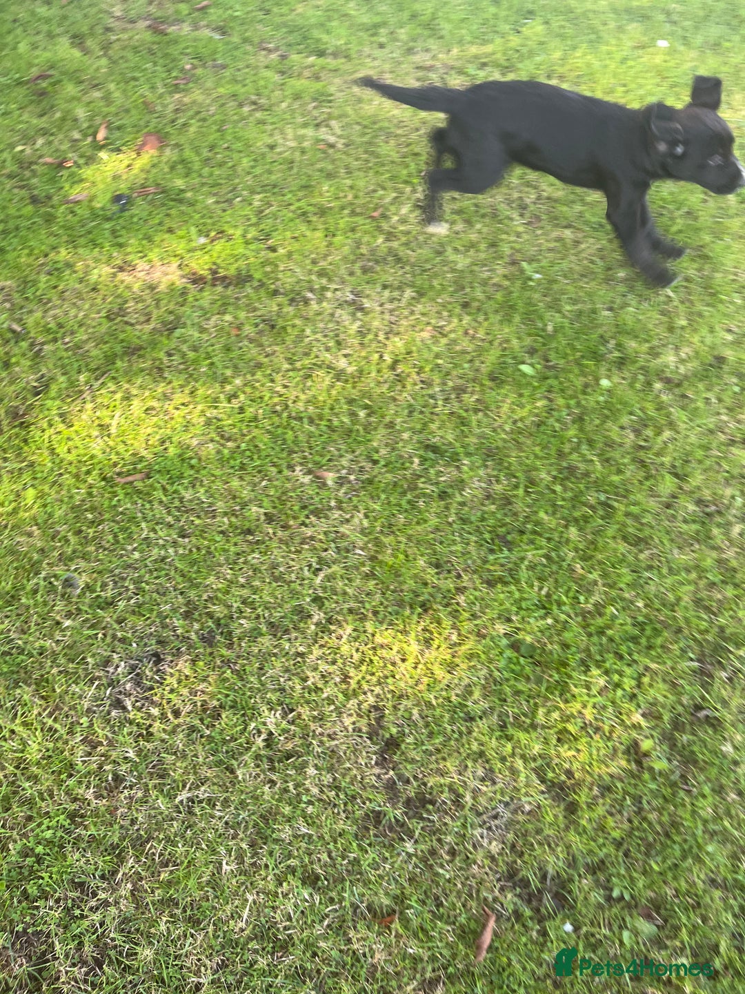 Mixed Breed dogs for sale: Puppy’s  - Image 5