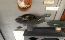 Mixed Breed cats for sale: Beautifully kittens ready for new home - Image 14