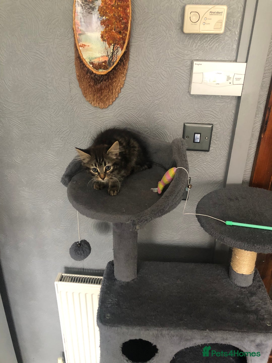 Mixed Breed cats for sale: Beautifully kittens ready for new home - Image 14