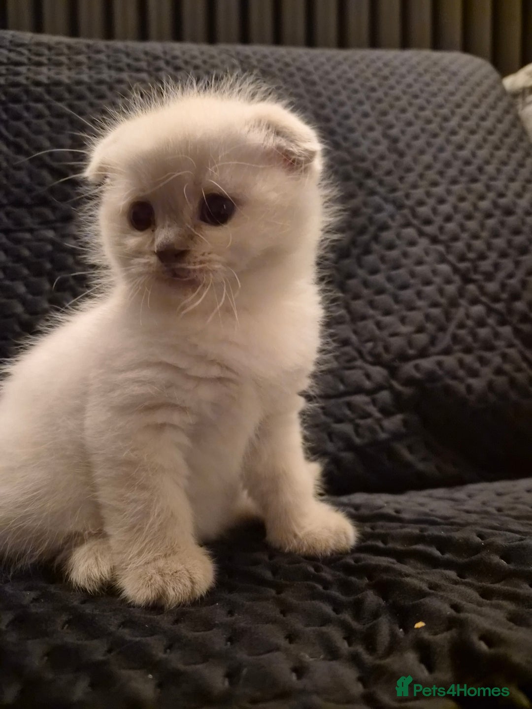 Scottish Fold cats for sale: Scottish fold x Siamese  - Image 17