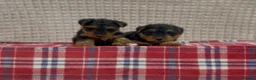 Welsh Terrier dogs for sale: BEAUTIFUL WELSH TERRIER PUPPIES  - Advert 16