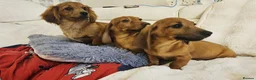 Miniature Dachshund dogs for sale: Miniature dachshund puppy's in Turriff - Advert 9
