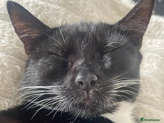 Mixed Breed cats - Advert 2