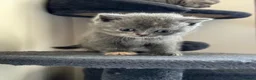 British Shorthair cats for sale: Lovely British shorthair kittens  in Boston - Advert 11