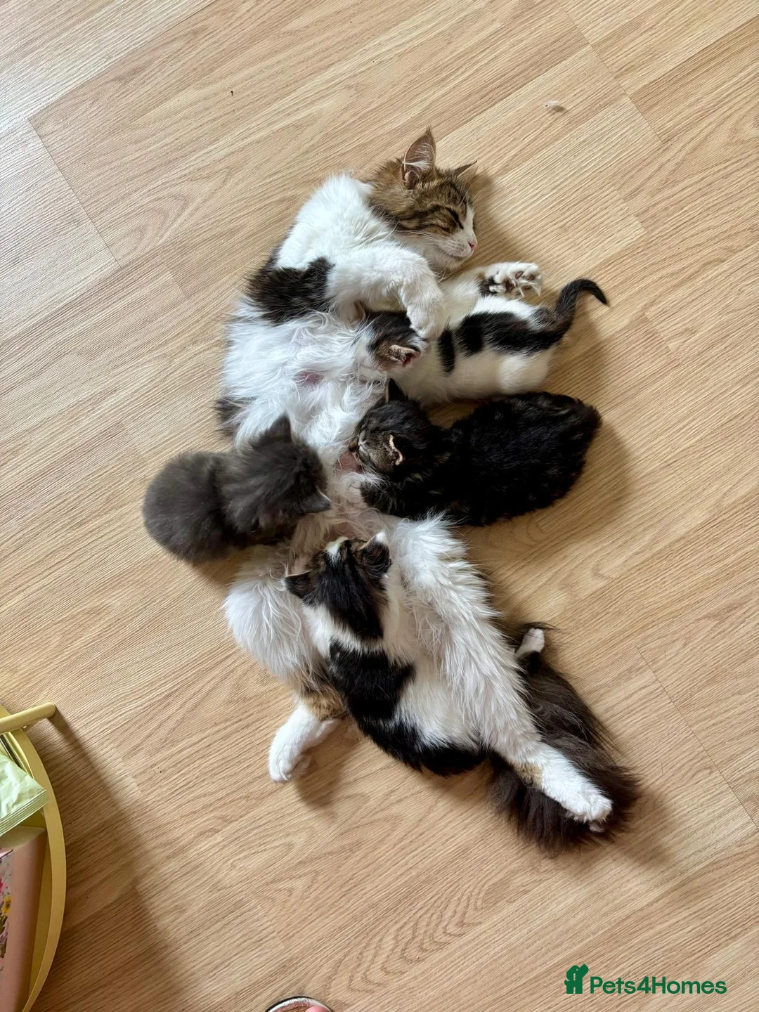 Mixed Breed cats for sale: 3 x male kittens  - Advert 8