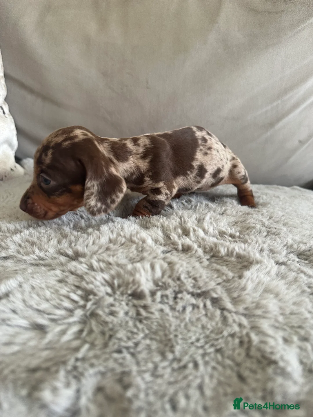 Dachshund dogs for sale: 2 Beautiful Dachshund Puppies Left - Advert 30