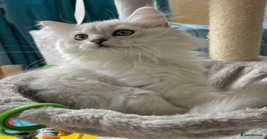British Longhair cats - Advert 8