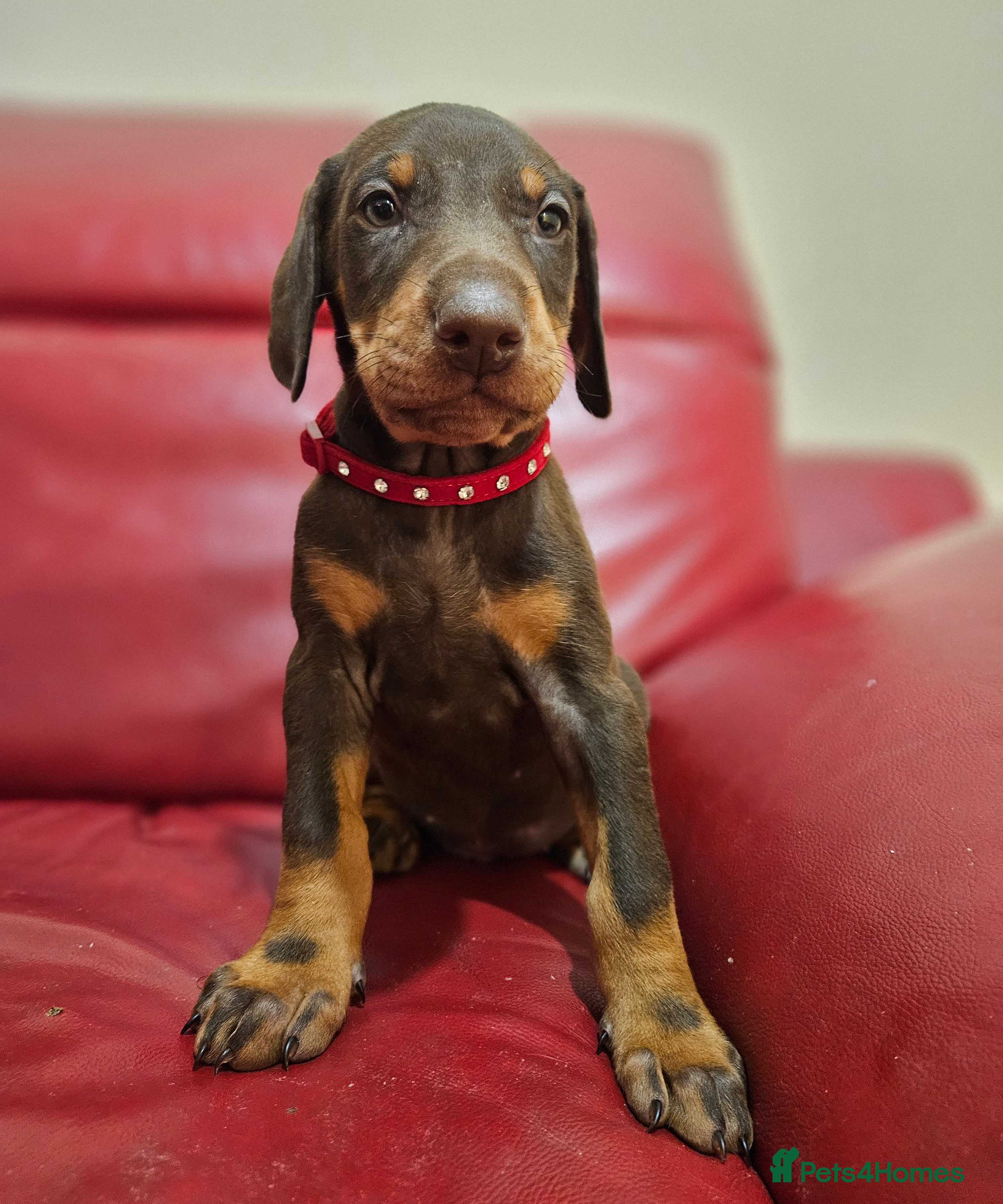 Dobermann dogs International Champ Bloodline Pups Ready 25thDEC - Advert 6