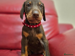 Dobermann dogs International Champ Bloodline Pups Ready 25thDEC - Advert 6