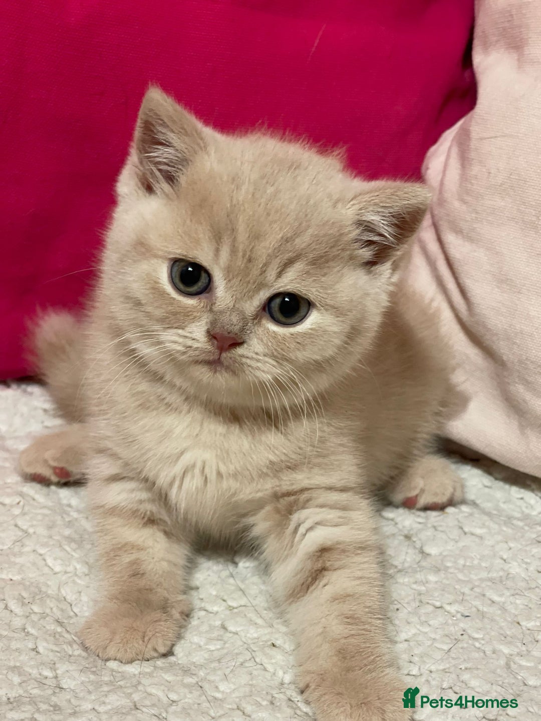 British Shorthair cats for sale: Beautiful British Shorthair cream female  - Image 2
