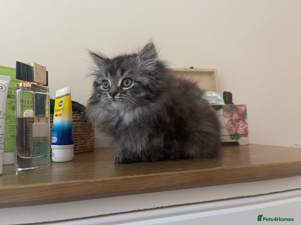 Persian cats - Advert 14