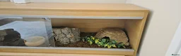 Python Snake reptiles for sale: Banana royal python  - Advert 12