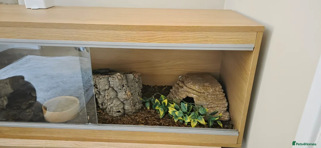 Python Snake reptiles for sale: Banana royal python  - Advert 12