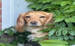 Cocker Spaniel dogs for sale: Stunning Working Cocker Puppies - Image 8