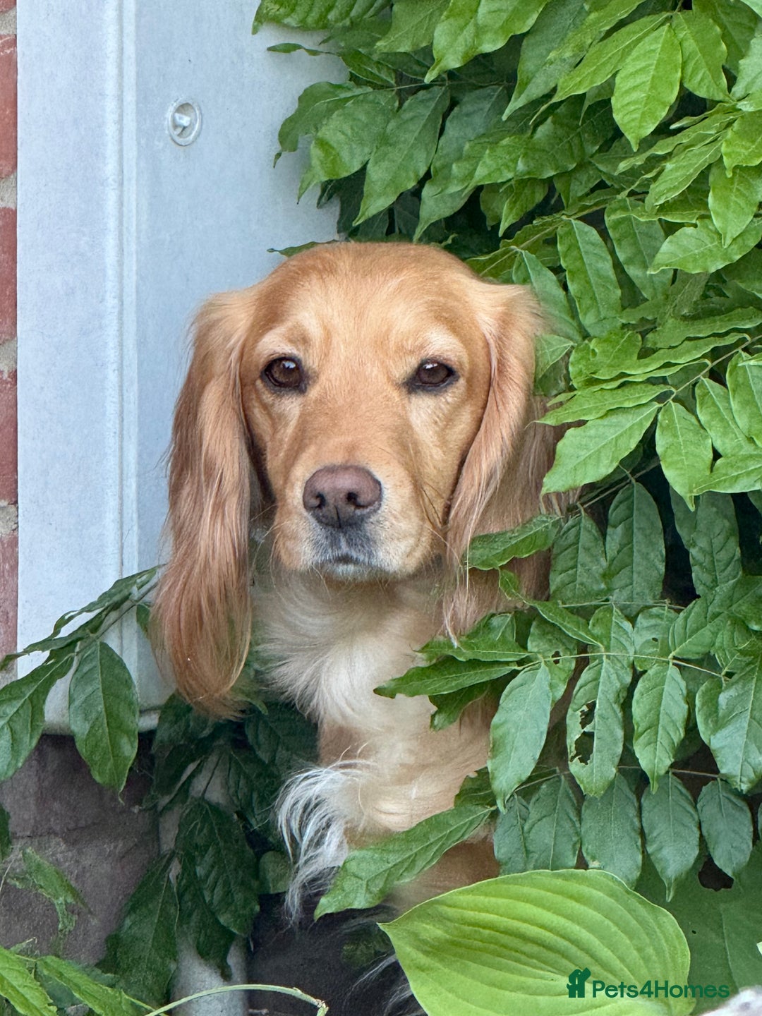 Cocker Spaniel dogs for sale: Stunning Working Cocker Puppies - Image 8