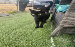 Russian Blue cats for sale: Russian blue kittens  - Image 11