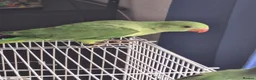 Ringnecks birds for sale: 2 baby ringnecks for sale - Advert 3